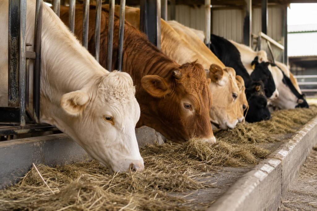 Vacas de diferentes razas comiendo