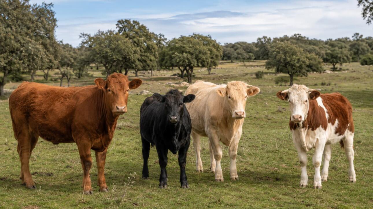 Diferentes razas de vacas pastando en una dehesa