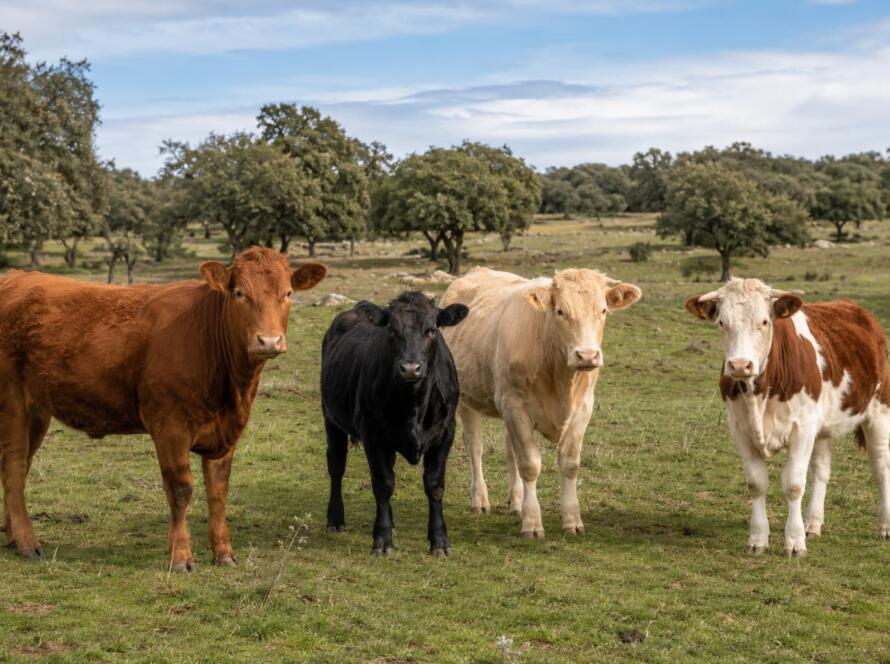 Diferentes razas de vacas pastando en una dehesa